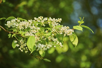 Bird cherry, hackberry, hagberry or Mayday tree (Prunus padus), blooming, Bavaria, Germany, Europe