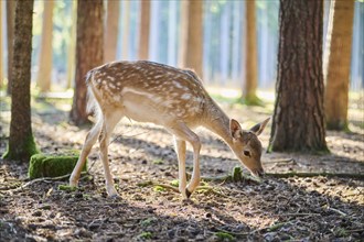 European fallow deer (Dama dama) youngsters in a forest, Bavaria, Germany, Europe