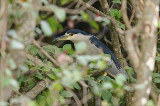 Night heron (Nycticorax nycticorax), adult, spring, Everglades National Park, Florida, USA, North