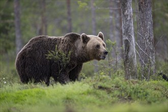 Brown bear (Ursus arctos) in the Finnish taiga, Kuusamo, Finland, Europe