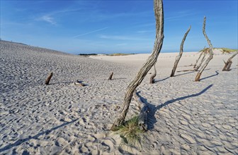 Dune landscape around the Lontz Dune, Wydma Lacka, the largest travelling dune on the Polish Baltic