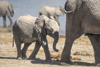 Elephant calf, Loxodentra africana, is following its mother closely behind her back. Chobe National