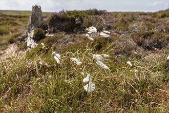 White grasses blowing in the wind in front of a hilly heath landscape under a blue sky, Common