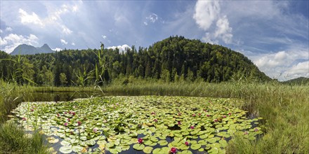 Water lilies (Nymphaea), Schwanseepark near Füssen, Ostallgäu, Allgäu, Bavaria, Germany, Europe