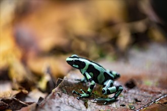 Green and black poison dart frog (Dendrobates auratus) on a leaf, Heredia Province, Costa Rica,