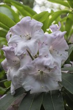 Rhododendron flower (Rhododendron Loderi Venus), Emsland, Lower Saxony, Germany, Europe