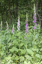 Foxglove (Digitalis purpurea), Emsland, Lower Saxony, Germany, Europe