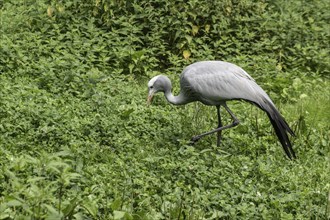 Paradise Crane (Anthropoides paradiseus), Walsrode Bird Park, Lower Saxony, Germany, Europe