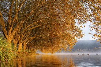 Autumn colours at the Platanen Allee, Hardenberg Ufer, lakeside path at Lake Baldeney, near Haus