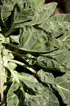 Brussels sprouts, autumn, Germany, Europe