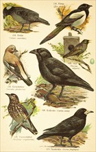 Western jackdaw (Coloeus monedula), european magpie (Pica pica), European common starling (Sturnus