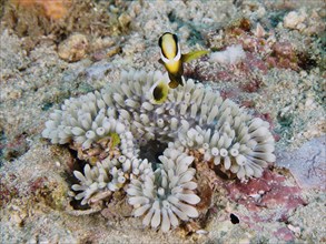 A clownfish above a sea anemone, leather anemone (Radianthus crispa), on a sandy seabed, dive site