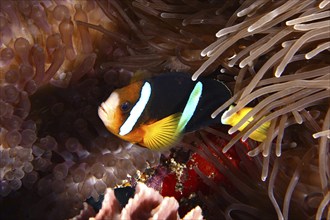 A colourful Clark's anemonefish (Amphiprion clarkii) swimming in a sea anemone, dive site