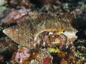 A dark-knee hermit crab (Dardanus lagopodes) hiding on the seabed, dive site SD, Nusa Ceningan,