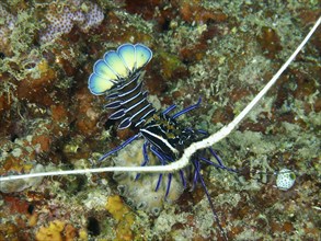 Crab with strikingly curved blue tail, painted rock crayfish (Panulirus versicolor), on colourful