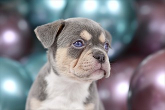 Portrait of 6 weeks young healthy tan French Bulldog dog puppy with colorful balloons in background