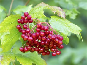 Guelder Rose or European Cranberry (viburnum opulus), ripe red berries covered in water droplets in