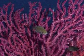 Monkfish (Chromis chromis) swimming in front of pink Violescent sea-whip (Paramuricea clavata),