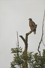 White-tailed eagle (Haliaeetus albicilla), tree, Lower Austria