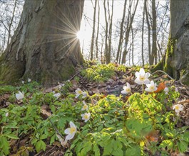 Rays of sunlight falling through the trees, wood anemone (Anemonoides nemorosa) (syn.: Anemone