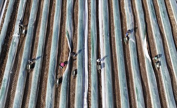 The first asparagus is harvested from a foil-covered asparagus field, Beelitz, 26/03/2024