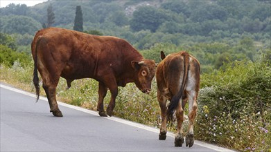 A cattle walking next to another on a country road, farm animals, Mani Peninsula, Peloponnese,