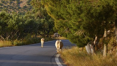 Two cows walking on a road with trees in the light of the sunset, farm animals, Mani Peninsula,