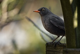 A male blackbird (Turdus merula) sitting on a wooden fence with a blurred green background,