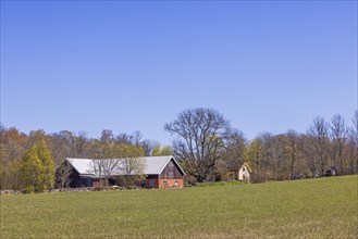 Farmhouse and a cottage on a field by a forest at springtime, Sweden, Europe