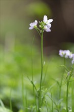 Close-up of a cuckoo flower (Cardamine pratensis), portrait format, nature photo, flora, diffuse