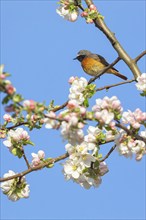 Redstart, (Phoenicurus phoenicurus), Hamm am Rhein, Worms district, Rhineland-Palatinate, Germany,