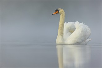 Mute swan, (Cygnus olor), romantic morning mood, Wagbachniederung, Wagh‰usl, Baden-Württemberg,