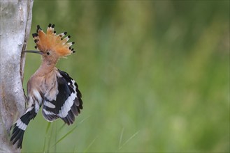 Hoopoe, (Upupa epops), approaching with prey to the breeding den, family Hoopoes, formerly raptors,