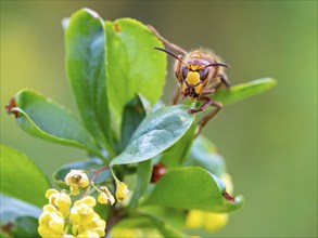 European hornet (Vespa crabro), insect, insects, macro, plant, garden, Neuhofen,