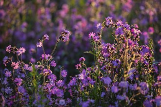 Red campion (Silene diocia) backlit, carnation family (Caryophyllaceae), Messkirch, Upper Danube