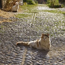 Brown cat lying on cobblestones in sunlight, white cat in background, street with green grass,