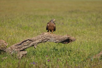 Black kite (Milvus migrans), perching station, Hides De Calera / Steppe Raptors, Nussloch, Castilla