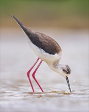 Black-winged Stilt (Himantopus himantopus) Family of Avocets, female, searching for food in the