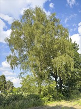 Large branched birch (Betula) growing between two fields Fields next to fields, Germany, Europe