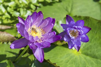 Blue-purple coloured tropical water lily, Gigantea Dark Purple, honey bee (Apis mellifera)