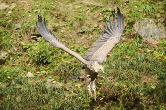 Eurasian griffon vulture (Gyps fulvus) standing on the ground, Bavaria, Germany, Europe