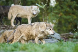 Eastern wolf (Canis lupus lycaon) walking on a meadow, Bavaria, Germany, Europe