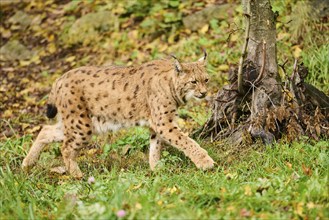 Eurasian lynx (Lynx lynx) walking in the grass, Bavaria, Germany, Europe