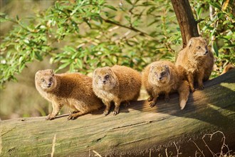 Ethiopian dwarf mongoose (Helogale hirtula) sitting on an old tree trunk, Bavaria, Germany, Europe