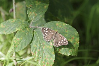 Speckled wood (Pararge aegeria), female, butterfly, blackberry leaf, The brown butterfly sits with