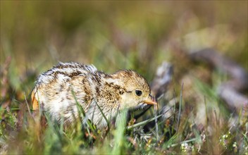 Chick of Red-legged Partridge, Alectoris rufa, North York Moors National Park, Yorkshire, England,