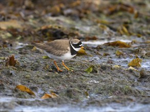 Common Ringed Plover (Charadrius hiaticula) foraging along the Arctic Ocean shoreline, May,