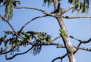 Brown hooded parrot sitting on a branch, Puntarenas province, Costa Rica, Central America