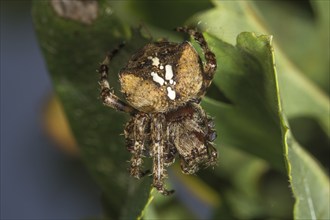 Araneus angulatus (Araneus angulatus) lurking on a green leaf, Baden-Württemberg, Germany, Europe