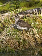 Wood Sandpiper (Tringa glareola), resting at the edge of a marsh, June, Finnmark, Norway, Europe